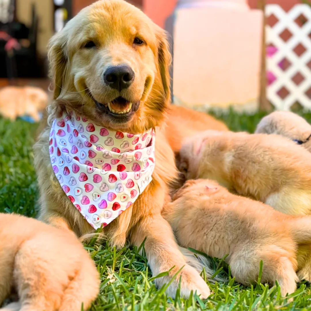 Candy Hearts Dog Bandana