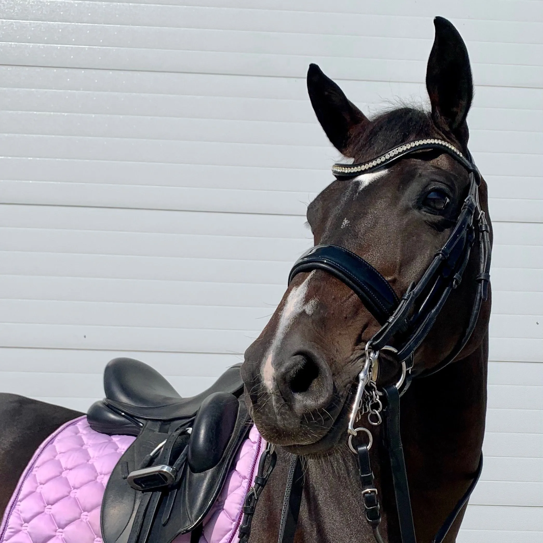 Hadley Rolled Patent Double Bridle