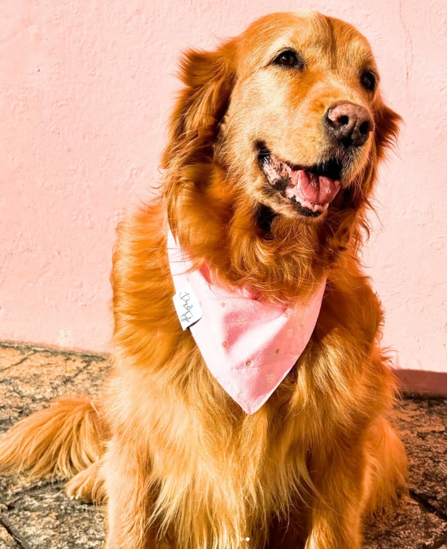 XOXO Dog Bandana